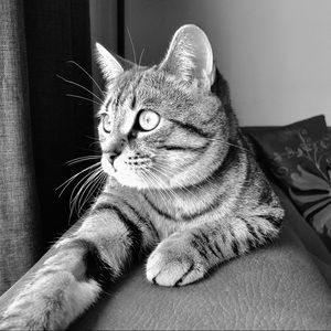 Meet your Posher, Naomy